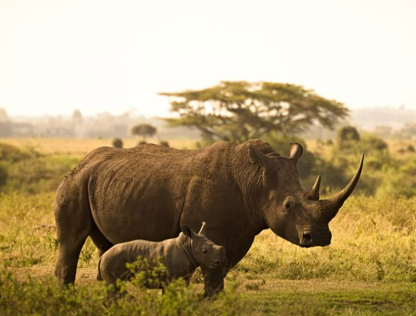rhino and baby ngorongoro