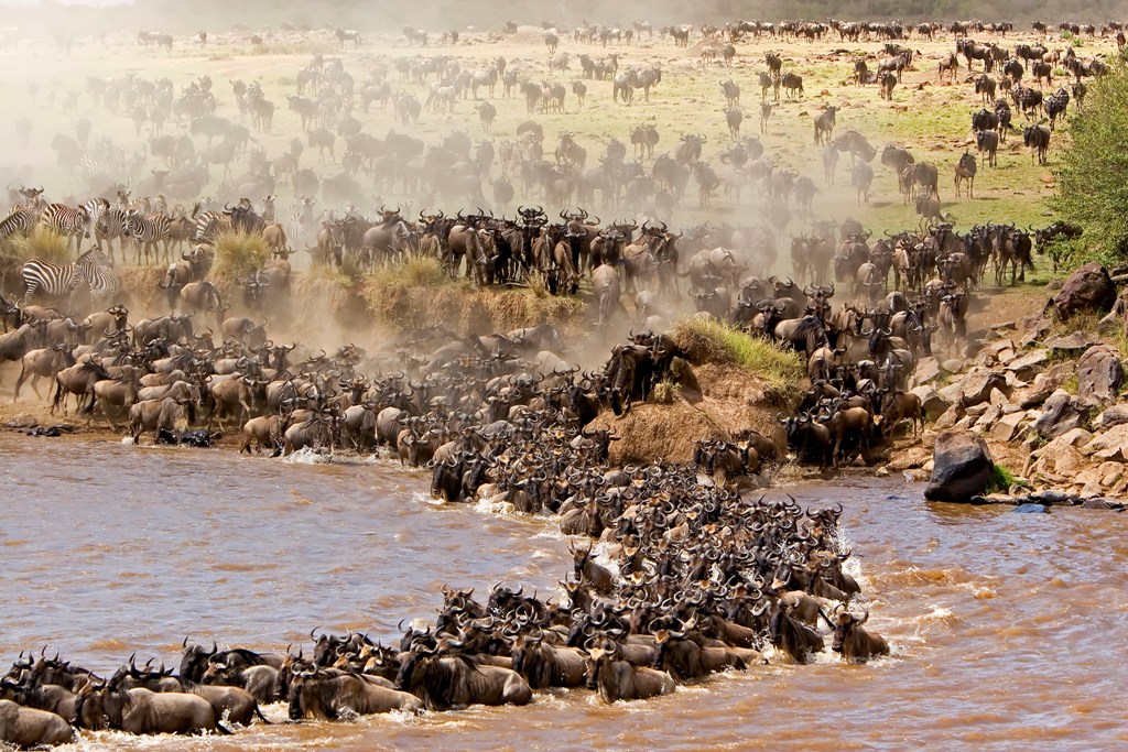 migartion serengeti
