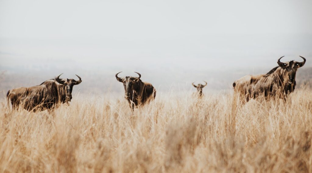 Wildebeest migration03