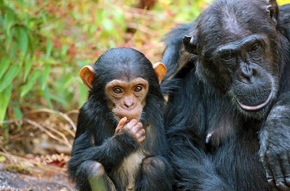 kungwe-beach-lodge-adult-chimp-and-baby-chimp