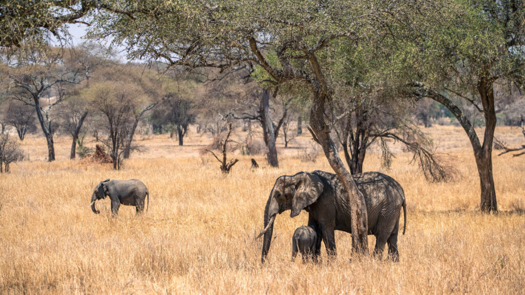 elephant at tarangire