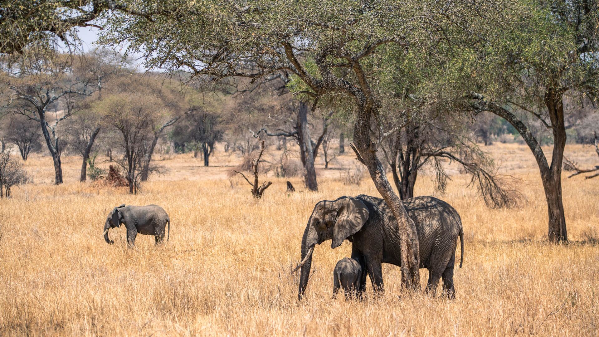 Read more about the article 4 Days Tanzania Safari Extension