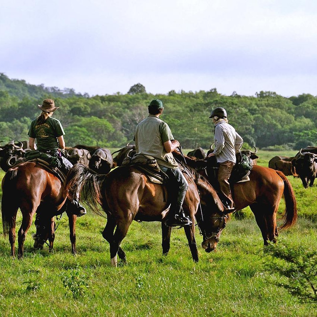 Read more about the article Horseback Safari Day Trip