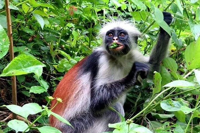 jozani forest tour02